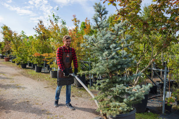 Best Tree Root Removal  in Redway, CA